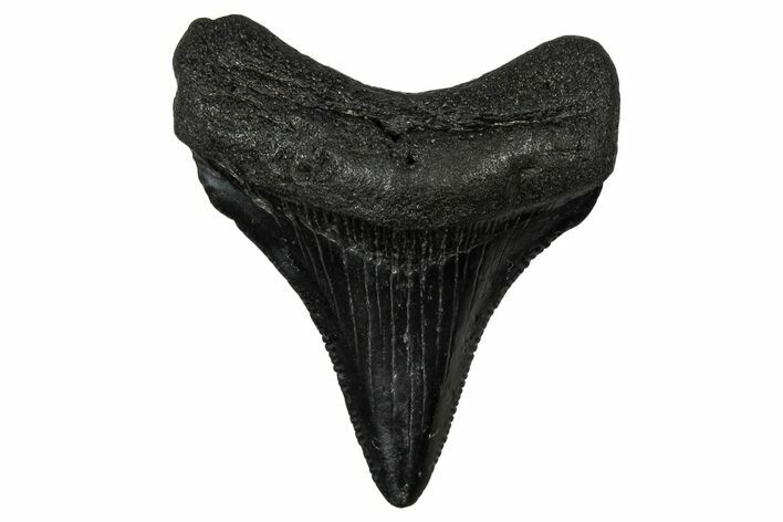 Serrated, Juvenile Megalodon Tooth - South Carolina #340477